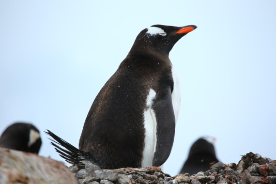 Sleeping in the snow