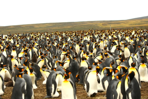 Hundreds of penguines