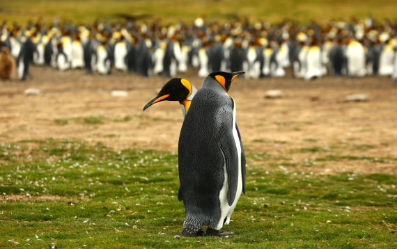 Penguins in Volunteer Point