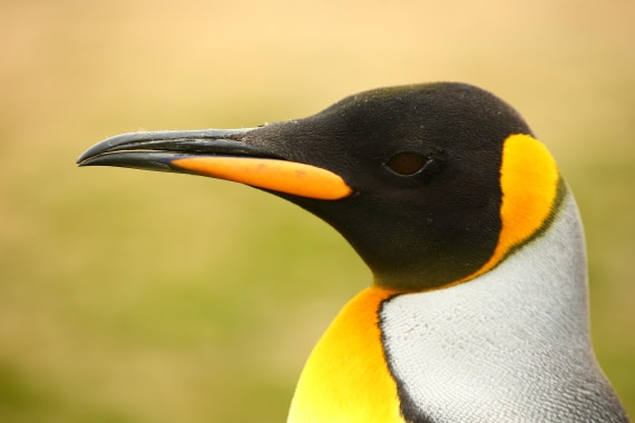 Colours of King Penguines