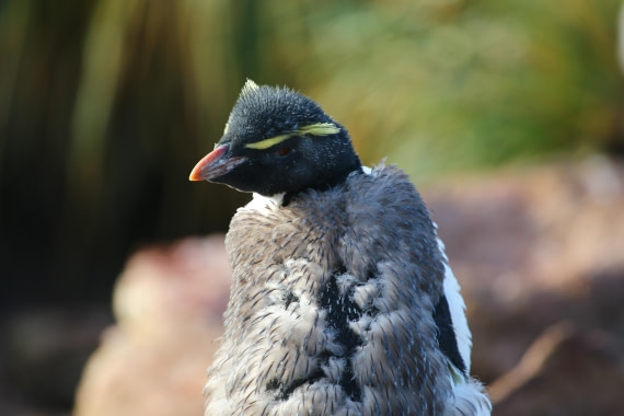 Baby Rockhopper penguine
