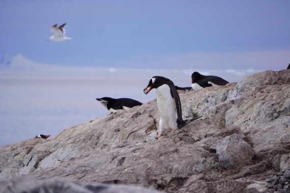 One Pebble at a time