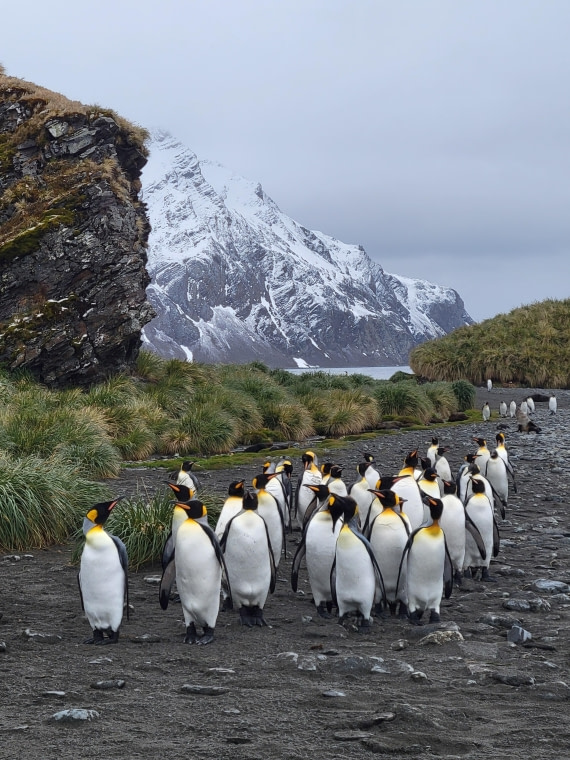 Together we can do much. King penguins at Fortune Bay