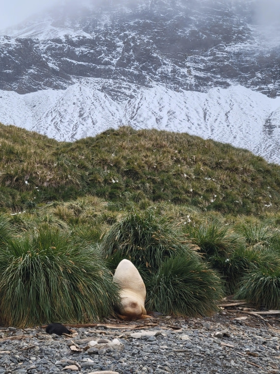 A rare leucistic Antarctic fur seal kept losting in fights, but still can survive to be an adult. Not Easy!