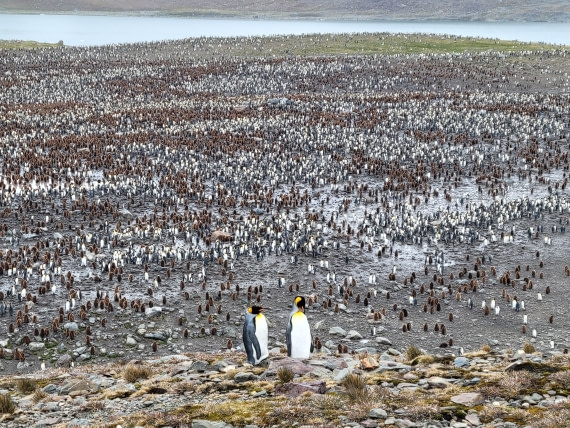The Queen and King of the Penguin Colony at St. Andrew Bay