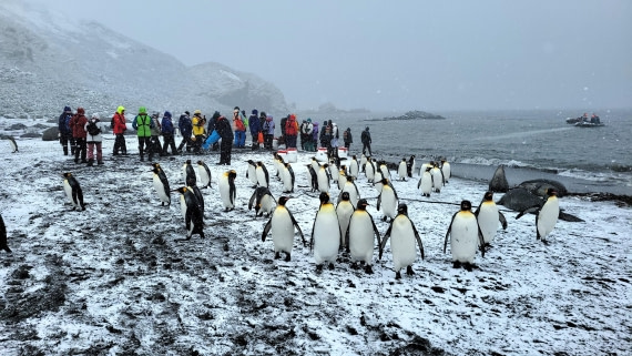 We are visitors and visiting penguin colony at Gold Harbour