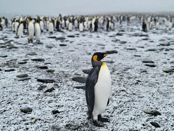 A very confident King Penguin at Gold Harbour