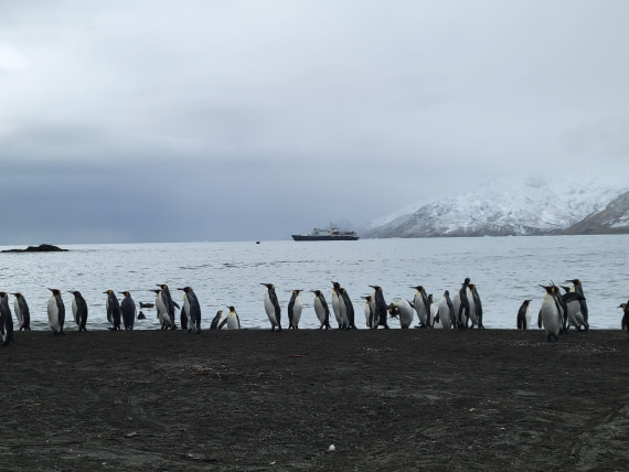 Plancius at St. Andrew Bay
