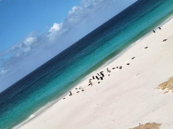 Seems like a watercolor painting at New Island