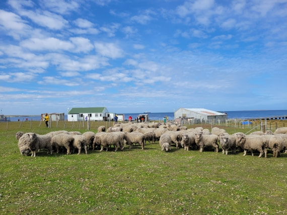 Baa Baa at George Island