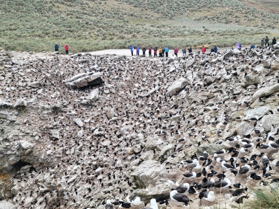 Look closer, all birds around the cliff at New Island