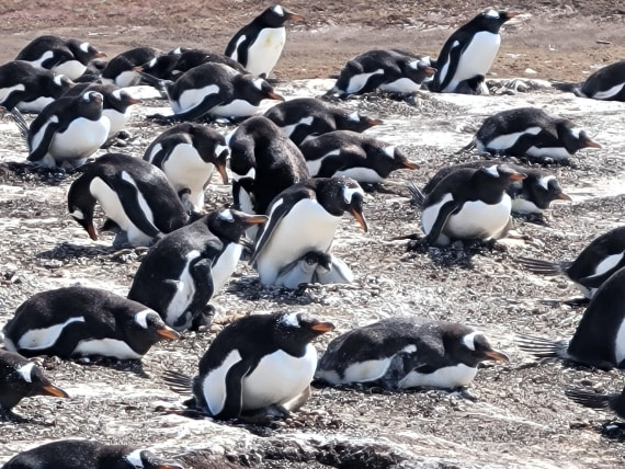 Protect chicks against Caracara at New Island