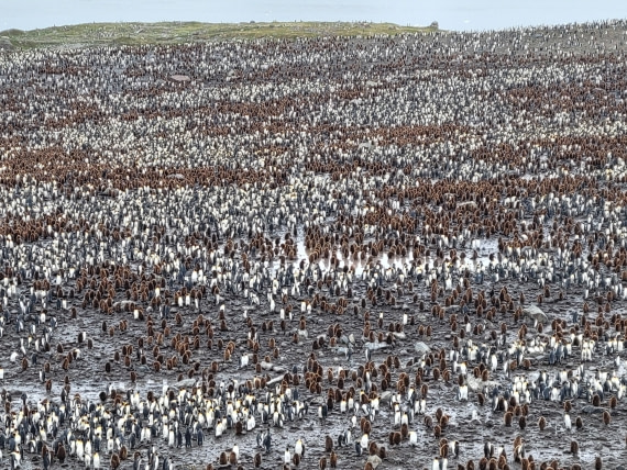 The Biggest King Penguin Colony in the World at St. Andrew Bay