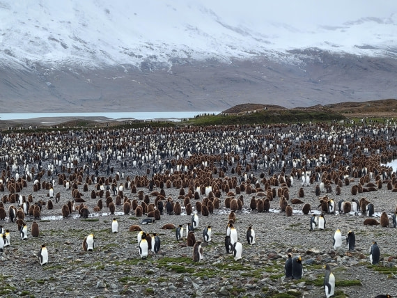 A King Penguin Colony at Fortune Bay