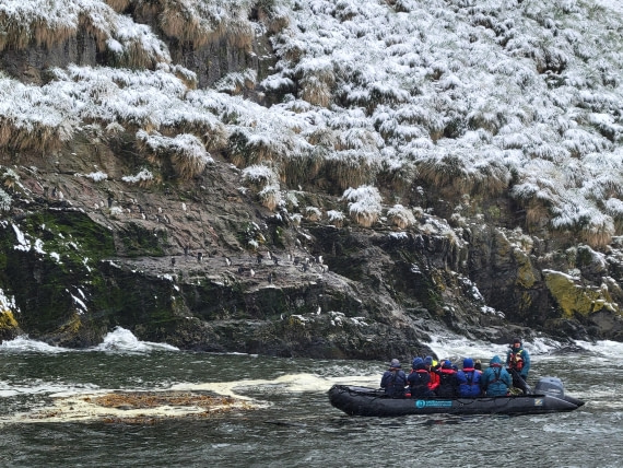 Seeing Macaroni penguins at Hercules Bay