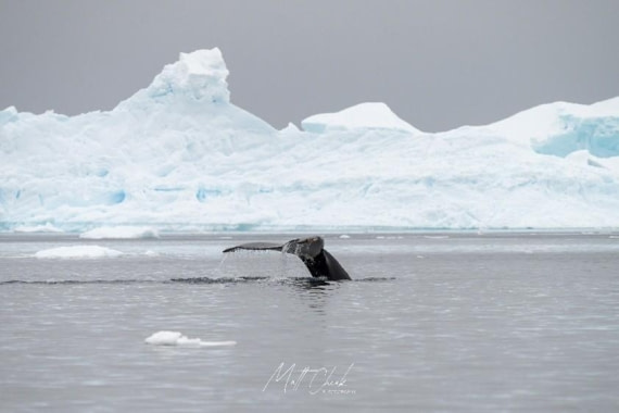 OTL26-26, Day 6, Picture11.jpg © Unknown photographer - Oceanwide Expeditions.jpg