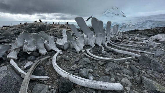 OTL26-26, Day 9, Picture21.jpg © Unknown photographer - Oceanwide Expeditions.jpg