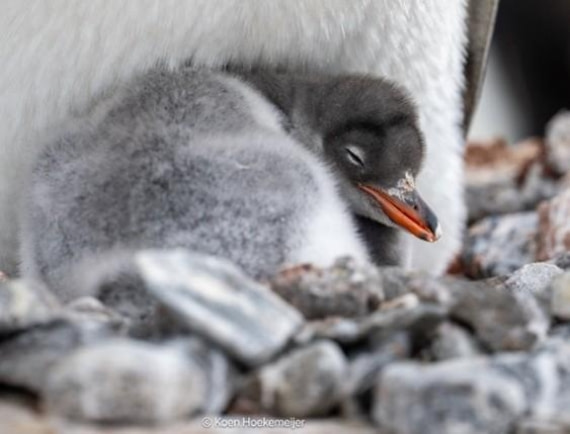 OTL26-26, Day 9, Picture22.jpg © Unknown photographer - Oceanwide Expeditions.jpg