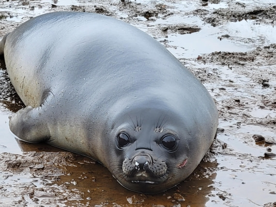 A scar means I survived @ Grytviken