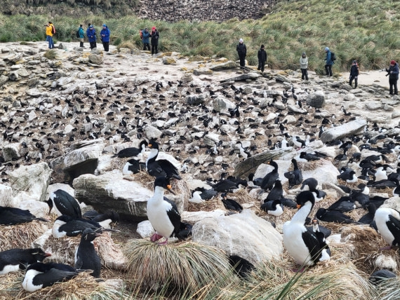 Are you ready to pair up with your "Avatar mountain banshee"?  @ New Island