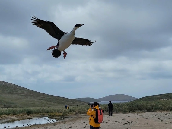 Wow! My "Avatar mountain banshee" is back @ New Island