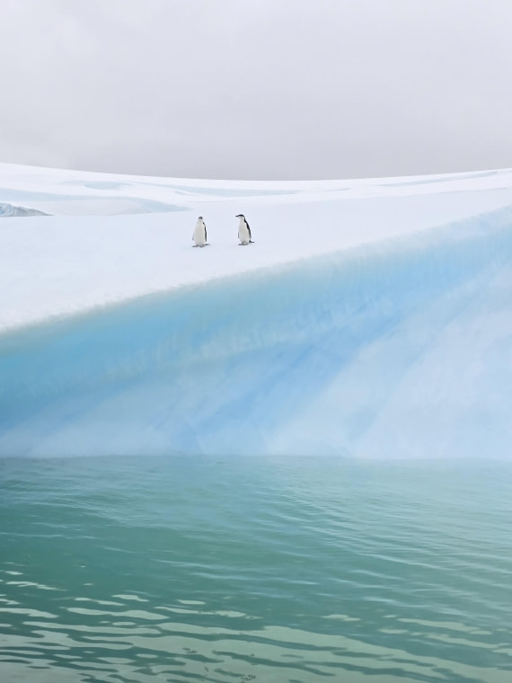 Penguin water landscape