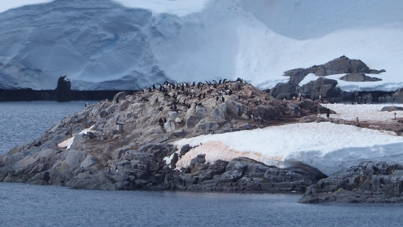 Penguines on the rock