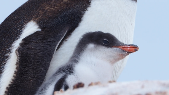 Baby penguine