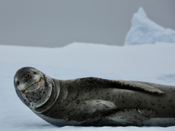 Leopard Seal Smiles