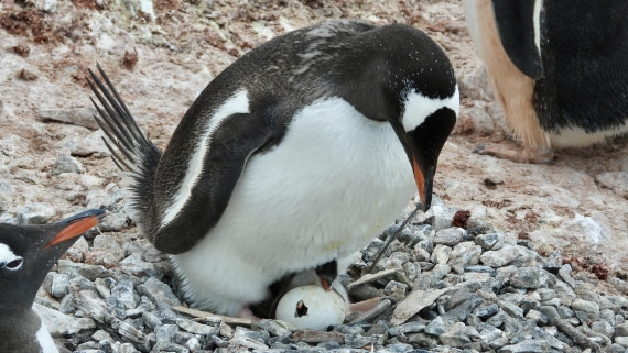 Hatching Penguin