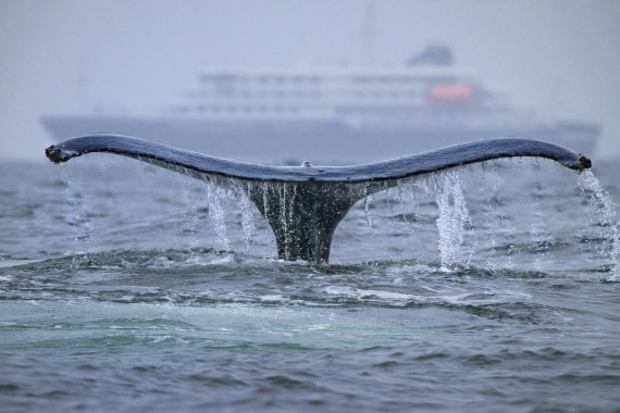 Whale and Ship