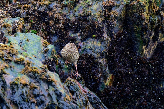 South Georgia Pipit