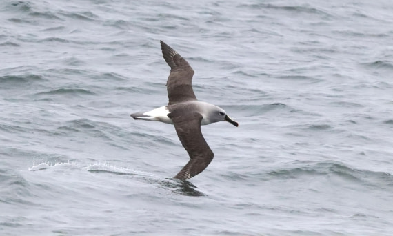 HDS26-26, Day 2, IMG_2586 © Unknown photographer - Oceanwide Expeditions.JPG
