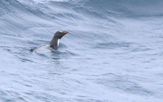 HDS26-26, Day 2, IMG_7311 © Unknown photographer - Oceanwide Expeditions.JPG