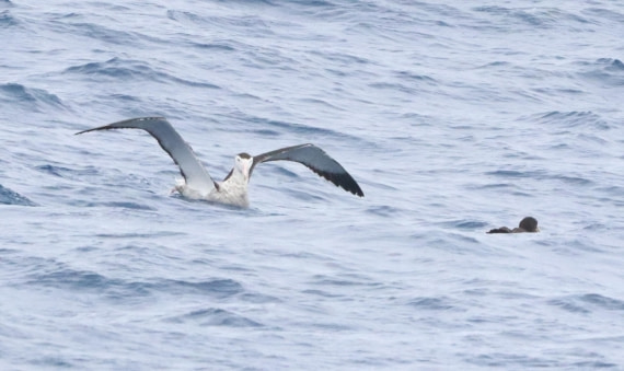 HDS26-26, Day 2, IMG_7326 © Unknown photographer - Oceanwide Expeditions.JPG