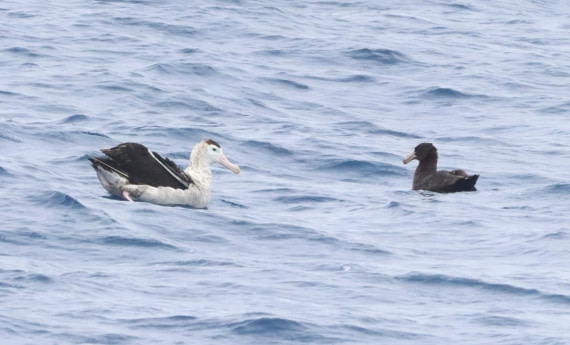 HDS26-26, Day 2, IMG_7334 © Unknown photographer - Oceanwide Expeditions.JPG