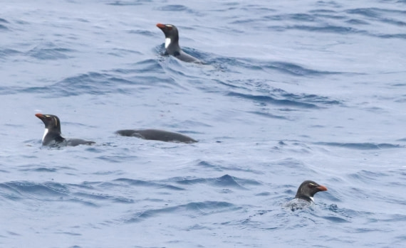 HDS26-26, Day 2, IMG_7355 © Unknown photographer - Oceanwide Expeditions.JPG