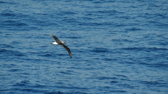 HDS26-26, Day 2, PLUX4304 © Jade Heister - Oceanwide Expeditions.JPG