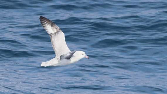 HDS26-26, Day 3, IMG_7410 © Unknown photographer - Oceanwide Expeditions.JPG