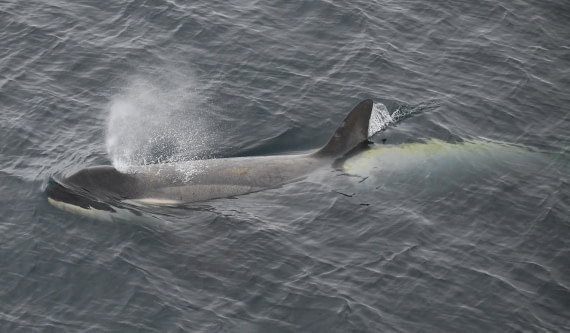 HDS26-26, Day 3, Orca female © Unknown photographer - Oceanwide Expeditions.JPG