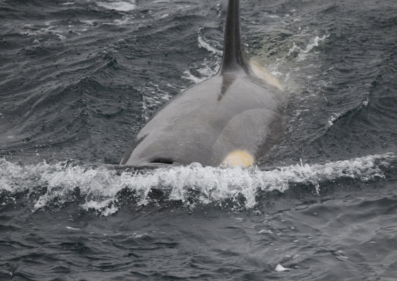 HDS26-26, Day 3, Orca male © Unknown photographer - Oceanwide Expeditions.JPG