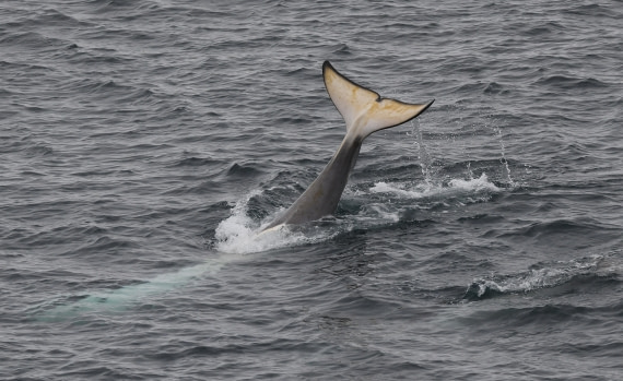 HDS26-26, Day 3, Orca tailslapping2 © Unknown photographer - Oceanwide Expeditions.JPG