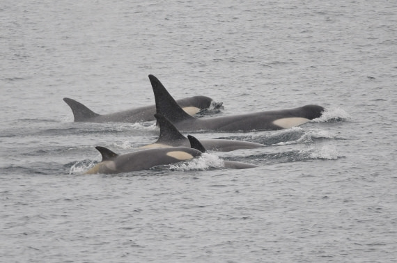 HDS26-26, Day 3, Orcas © Unknown photographer - Oceanwide Expeditions.JPG