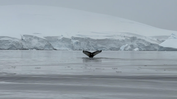 HDS26-26, Day 4, IMG_3456 © Jade Heister - Oceanwide Expeditions.jpg