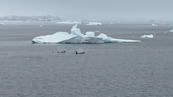 HDS26-26, Day 4, IMG_3527 © Jade Heister - Oceanwide Expeditions.jpg