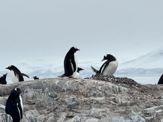 HDS26-26, Day 4, IMG_9925 © Unknown photographer - Oceanwide Expeditions.JPG