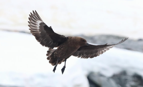 HDS26-26, Day 6, IMG_7761 © Unknown photographer - Oceanwide Expeditions.JPG