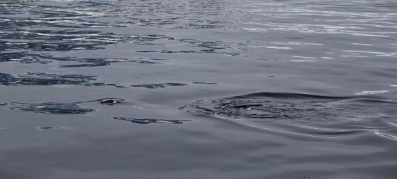 HDS26-26, Day 4, IMG_20260111_100242 © Unknown photographer - Oceanwide Expeditions.jpg