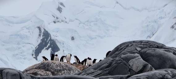 HDS26-26, Day 4, IMG_20260111_101328 © Unknown photographer - Oceanwide Expeditions.jpg