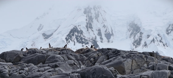 HDS26-26, Day 4, IMG_20260111_101455 © Unknown photographer - Oceanwide Expeditions.jpg